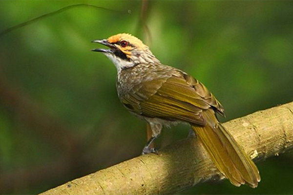 Burung Cucak Rawa