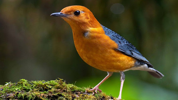 Burung Anis Merah