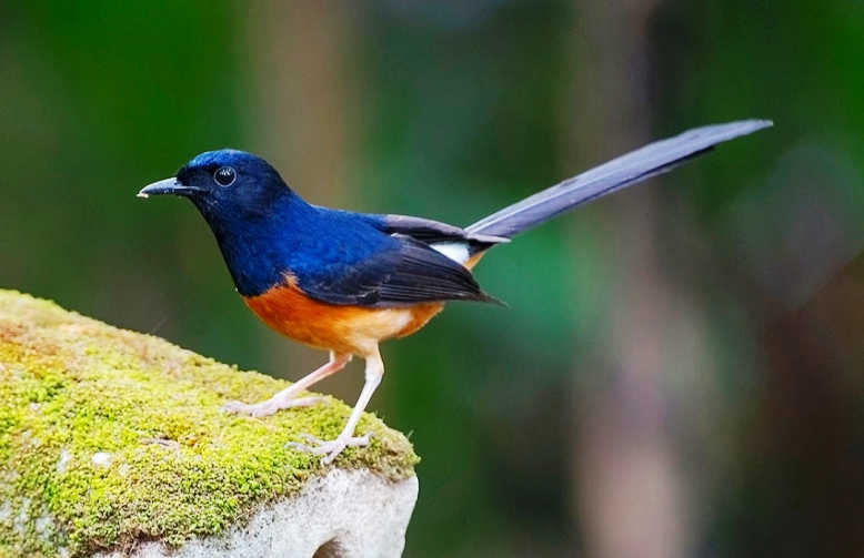 Burung Murai Batu