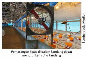 Pengaruh Elektrolit Terhadap Bobot Ayam