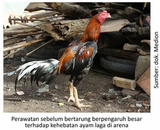 Persiapan Ayam Laga sebelum Bertanding