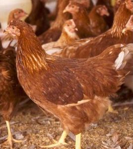 Pentingnya Keseragaman untuk Pullet Berkualitas