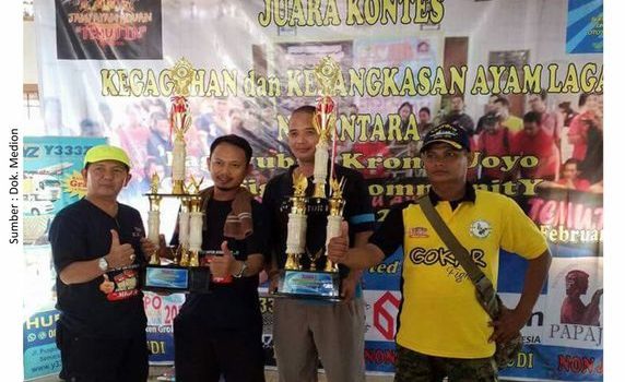 Winner Mendukung Ayam Laga Juara