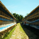 Biosecurity, Benteng Awal Pencegahan Penyakit Ayam