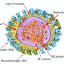 Perkembangan Virus AI di Indonesia