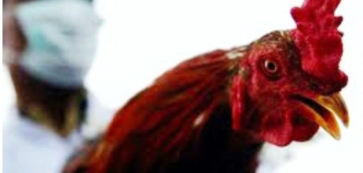 Mengatasi Snot dan Ngorok pada Ayam Laga