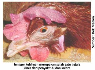 Gejala Penyakit Kolera & Avian Influenza