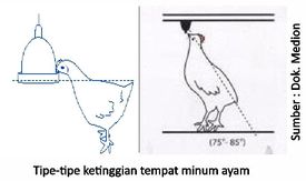 Manajemen Pemberian Air Minum untuk Broiler Modern