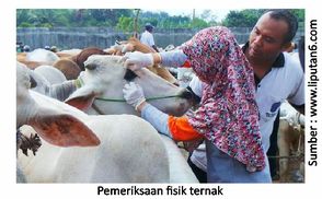 Pentingnya Penanganan Ternak Selama Transportasi