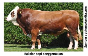 Sapi Gemuk dan Sehat