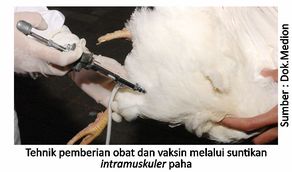 Penggunaan Obat Tepat, Ayam Sehat