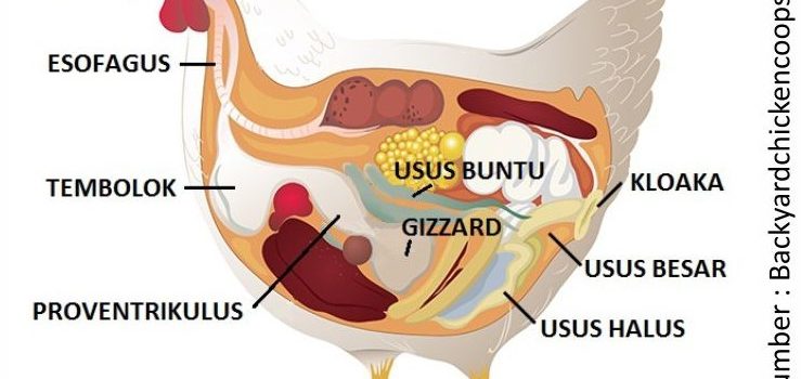 Solusi Menjaga Kesehatan Perncernaan untuk Performa Optimal