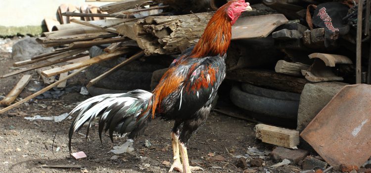 Kesegaran Ayam Laga Tetap Terjaga