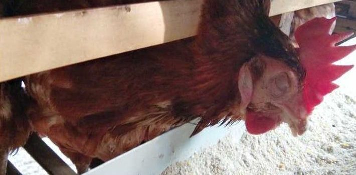 Identifikasi Gejala Klinis pada Ayam Petelur