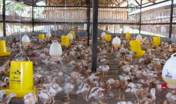 Penyebab Ayam Terlambat Berproduksi