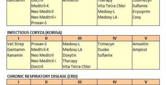 Revaksinasi IB dan Tepat Rolling Antibiotik