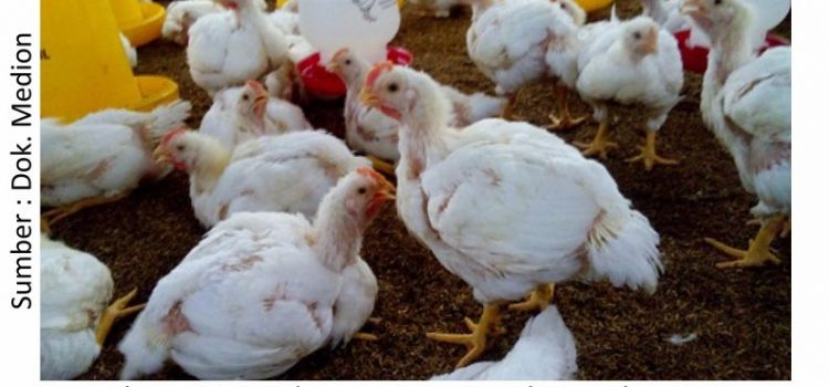 Menilik Strategi Budi Daya Ayam Pedaging