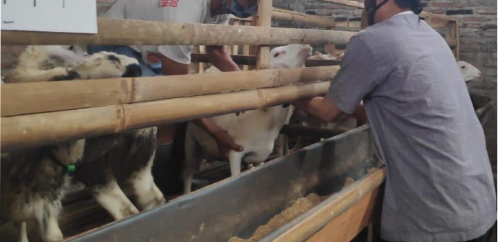 Manajemen Kesehatan Ternak Kambing dan Domba