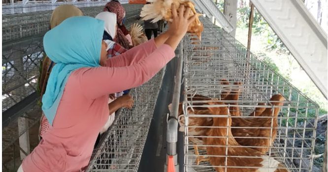 Pullet, Penentu Keberhasilan Budi Daya Petelur