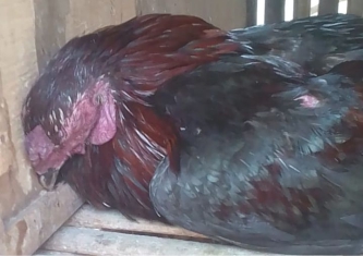 Kematian Mendadak pada Ayam Laga