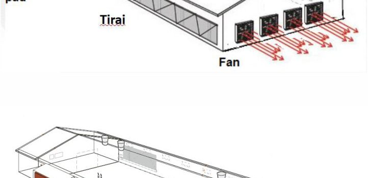 Mengenal Kandang Closed House untuk Layer Modern