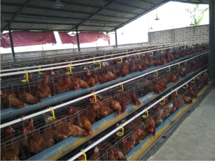 Peranan Enzim untuk Ayam