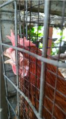 Mengatasi Cekrek Pada Ayam