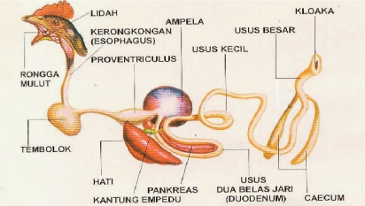 Meningkatkan Performa Saluran Pencernaan dengan Herbal