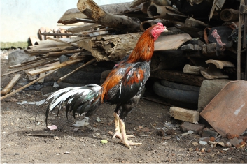 Pemeliharaan Kesehatan Ayam Laga