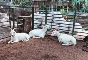 Mengenal Sistem Perkandangan Ternak Kambing