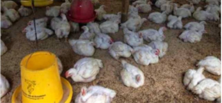 Penanganan Feses Berkapur dan Hijau Pada Broiler