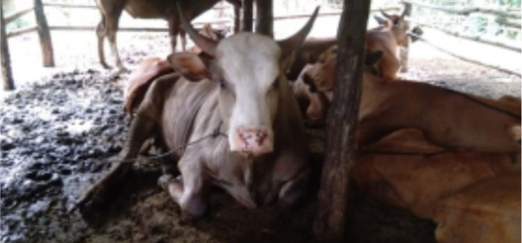 Penanganan Kasus Enteritis pada Sapi