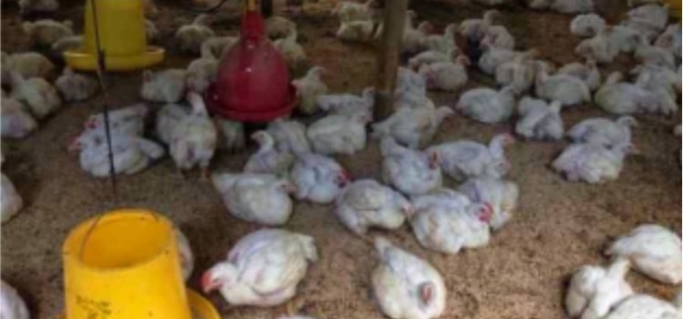 Ayam sering Mengorak-arik Sekam setelah Perubahan Pakan