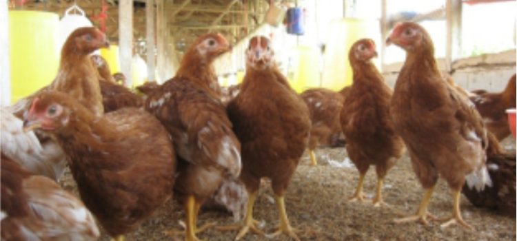 Ayam Petelur Mati Mendadak dan Muntah Darah