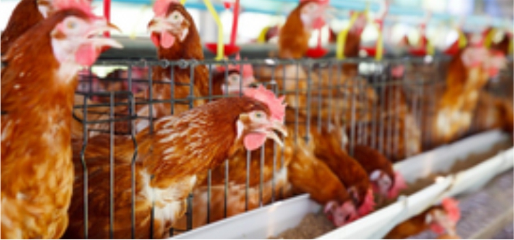 Peran Penting Pemantauan Titer Antibodi Ayam Layer