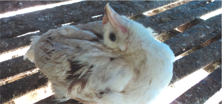 Newcastle Disease, Penyakit Unggas yang Merugikan