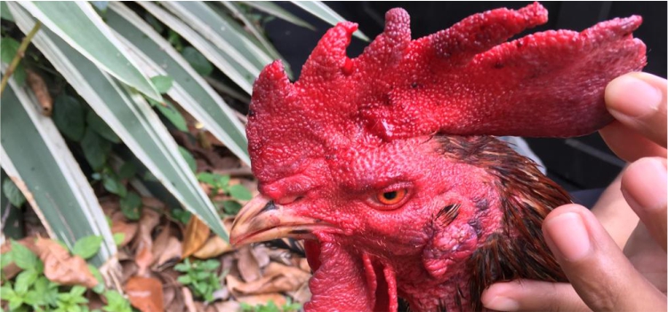 Pentingnya Mengobati dan Merawat Luka pada Ayam Laga