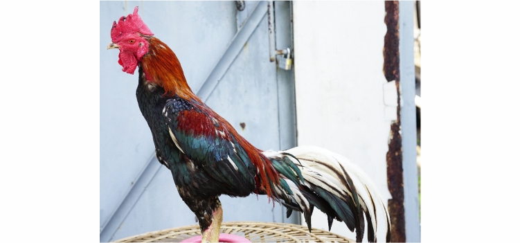 Mempersiapkan Ayam Laga Tangguh Sebelum Bertanding