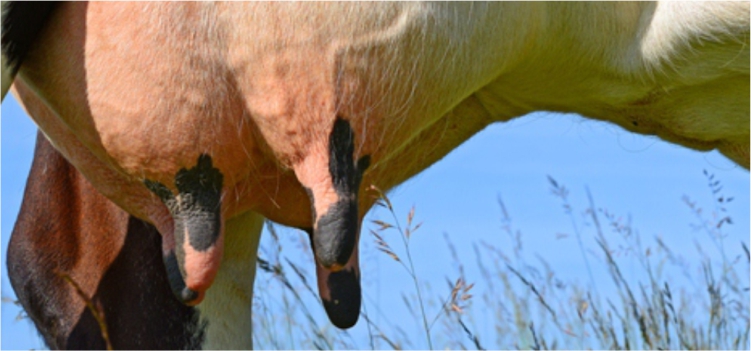 Cegah Mastitis pada Sapi Perah dengan Herbal