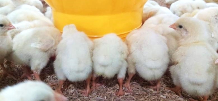 Manajemen Penerimaan Day Old Chick (DOC)