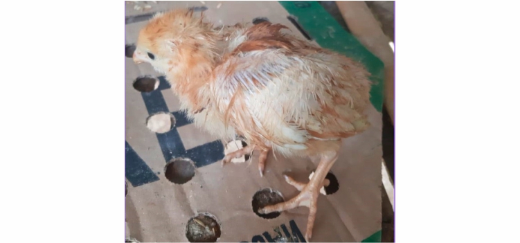 Lawan Penyakit Parasit yang Menyerang Ayam