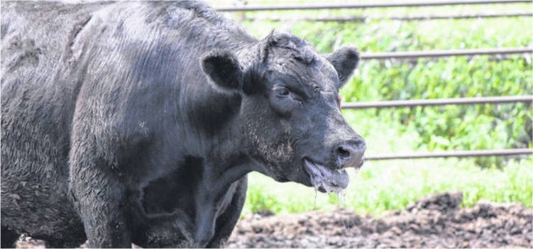 Minimalkan Dampak Stres pada Sapi Potong