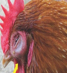 Jadwal Pemberian Obat yang Benar untuk Ayam