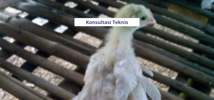 Penanganan Ayam Broiler Lemas dan Lumpuh