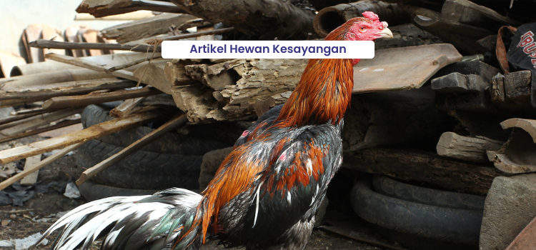 Mengungkap Rahasia Ayam Laga Tangguh dan Bertenaga