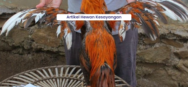 Mengatasi Permasalahan Bulu pada Ayam Laga